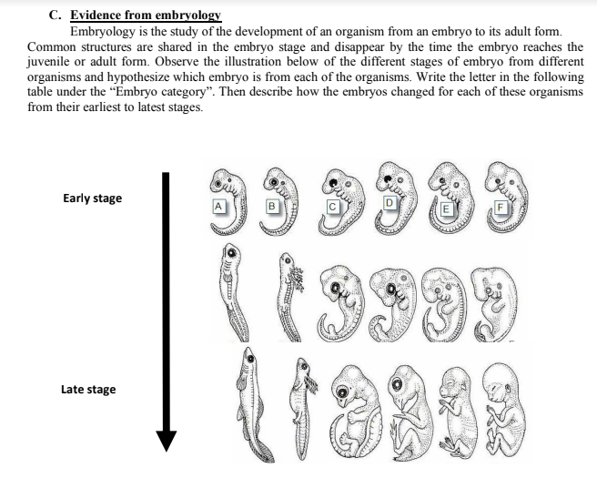 C. Evidence from embryology
Embryology is the study of the development of an organism from an embryo to its adult form.
Common structures are shared in the embryo stage and disappear by the time the embryo reaches the
juvenile or adult form. Observe the illustration below of the different stages of embryo from different
organisms and hypothesize which embryo is from each of the organisms. Write the letter in the following
table under the "Embryo category". Then describe how the embryos changed for each of these organisms
from their earliest to latest stages.
Early stage
Late stage
