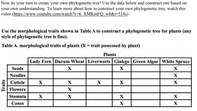 Now its your turn to create your own phylogenetic tree! Use the data below and construct one based on
your own understanding. To learn more about how to construct your own phylogenetic tree, watch this
video (https://www.youtube.com/watch?v=6_XMKMFQ w8&t=514s).
Use the morphological traits shown in Table A to construct a phylogenetic tree for plants (any
style of phylogenetic tree is fine).
Table A. morphological traits of plants (X = trait possessed by plant)
Plants
Lady Fern Durum Wheat Liverworts Ginkgo | Green Algae White Spruce
Seeds
X
Needles
X
Cuticle
X
X
Flowers
X
Stomata
X
X
X
Cones
X
Traits
