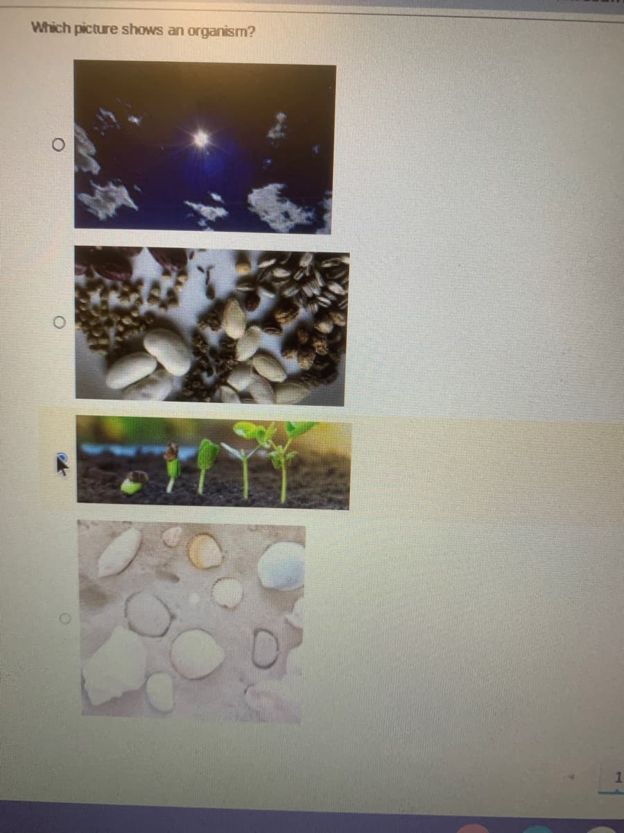 Which picture shows an organism?
