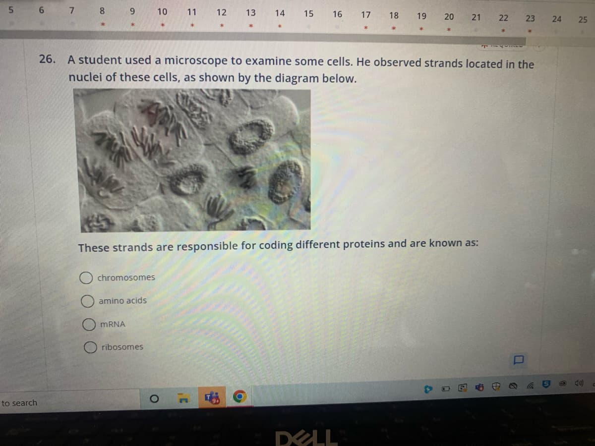 5
to search
6 7 8 9
chromosomes
amino acids
10
mRNA
ribosomes
11
O
*
12 13
3'
14
These strands are responsible for coding different proteins and are known as:
15 16
26. A student used a microscope to examine some cells. He observed strands located in the
nuclei of these cells, as shown by the diagram below.
O
17
18
DELL
19
20 21
22 23
quiRED
24
25