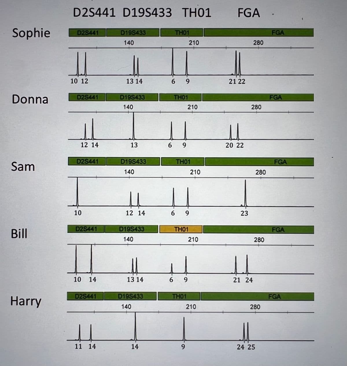 Sophie
Donna
Sam
Bill
Harry
D2S441 D19S433 TH01
D2S441
10 12
D2S441
12 14
D2S441
10
D2S441
I
10 14
D2S441
H
11 14
D19S433
140
13 14
D19S433
140
13
D19S433
140
u
12 14
D19S433
140
u
13 14
D19S433
140
14
TH01
6 9
TH01
6 9
6
TH01
6 9
210
210
TH01
9
TH01
9
210
210
210
FGA
21 22
20 22
23
280
280
21 24
280
280
280
24 25
FGA
FGA
FGA
FGA
FGA