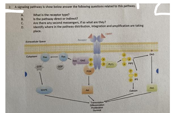 2. A signaling pathway is show below answer the following questions related to this pathway.
What is the receptor type?
Is the pathway direct or indirect?
Are there any second messengers, if so what are they?
Identify where in the pathway distribution, integration and amplification are taking
place.
A.
B.
C.
D.
Reonetor
Extracellar Space
DAG
Cytoplasm
Ras
Ras
Sos
Grh2
PLC
PIP2
GTP
GOP
POK
PKC
MAPK
Akt
Caloum
Transcription
Diferenciation
Proliteration
Sunvival
