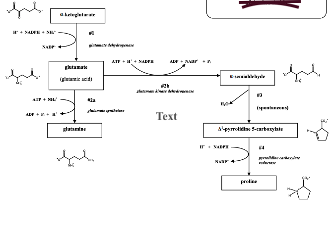 a-ketoglutarate
H* + NADPH + NH,
#1
NADP +
glutamate dehydrogenase
ATP + H* + NADPH
ADP + NADP
+ P.
glutamate
a-semialdehyde
(glutamic acid)
NH
# 2b
glutamate kinase dehydrogenase
# 3
ATP + NH
#2a
(spontaneous)
glutamate synthetase
ADP + P, +H +
Тext
glutamine
A'-pyrrolidine 5-carboxylate
H* + NADPH
# 4
NADP
pyrrolidine carbaxylate
reductase
NH
proline

