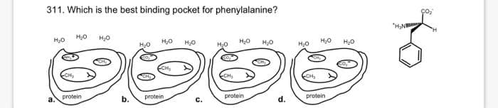 311. Which is the best binding pocket for phenylalanine?
Ho
H₂O
Ho
Ho
99
CH,
CH₂
protein
c.
Ho
H;o
-CH₂
protein
H,O
b.
H.0
protein
HD
d.
H,0
Ho
protein
H₂O