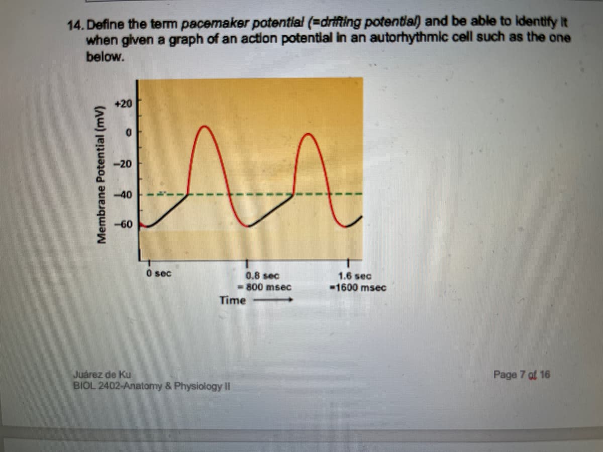 14. Define the term pacemaker potential (=drifting potential) and be able to identify it
when given a graph of an action potential in an autorhythmic cell such as the one
below.
Membrane Potential (mv)
+20
-20
-40
-60
0 sec
и
0.8 sec
= 800 msec
Time
Juárez de Ku
BIOL 2402-Anatomy & Physiology II
1.6 sec
-1600 msec
Page 7 of 16