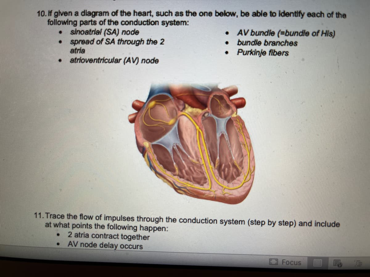 10. If given a diagram of the heart, such as the one below, be able to identify each of the
following parts of the conduction system:
• sinoatrial (SA) node
•
•
.
spread of SA through the 2
atria
atrioventricular (AV) node
●
•
•
•
11. Trace the flow of impulses through the conduction system (step by step) and include
at what points the following happen:
2 atria contract together
AV node delay occurs
AV bundle (=bundle of His)
bundle branches
Purkinje fibers
Focus
F