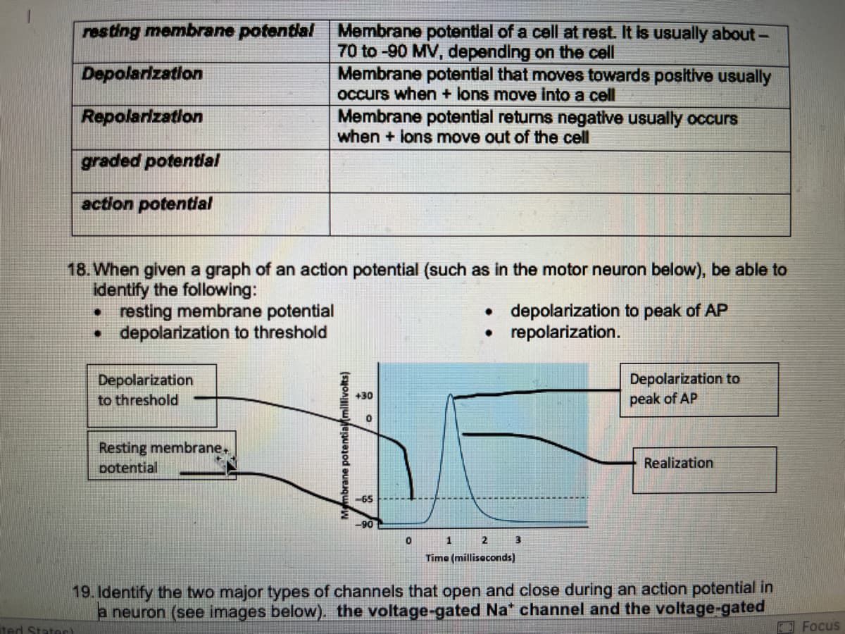 resting membrane potential Membrane potential of a cell at rest. It is usually about -
70 to -90 MV, depending on the cell
Depolarization
Repolarization
ited States)
graded potential
action potential
18. When given a graph of an action potential (such as in the motor neuron below), be able to
identify the following:
●
resting membrane potential
• depolarization to threshold
Depolarization
to threshold
Membrane potential that moves towards positive usually
occurs when + lons move into a cell
Resting membrane+
potential
Membrane potential returns negative usually occurs
when + ions move out of the cell
Membrane potential(millivolts)
+30
0
-65
0
• depolarization to peak of AP
repolarization.
1 2 3
Time (milliseconds)
Depolarization to
peak of AP
Realization
19. Identify the two major types of channels that open and close during an action potential in
a neuron (see images below). the voltage-gated Na* channel and the voltage-gated
Focus