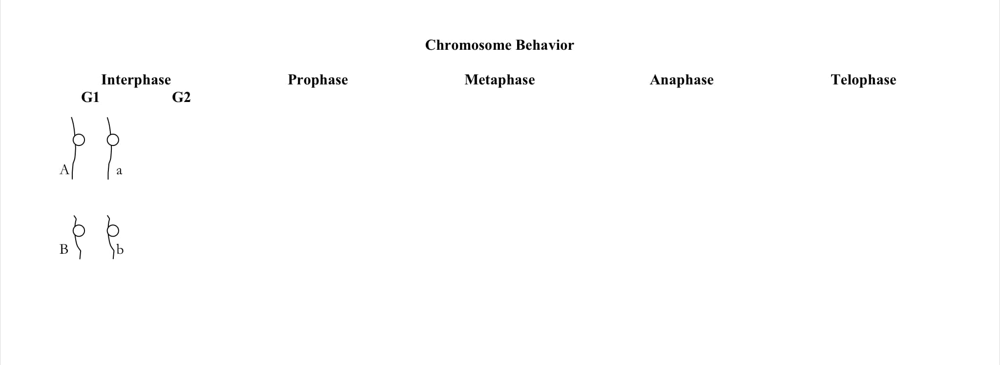 Chromosome Behavior
Interphase
G1
Prophase
Metaphase
Anaphase
Telophase
G2
}h
а
В
