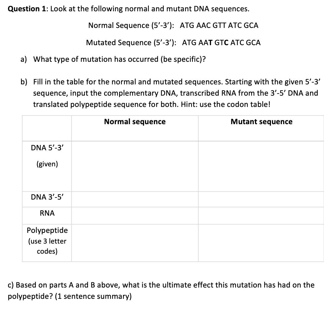 Question 1: Look at the following normal and mutant DNA sequences.
Normal Sequence (5'-3'): ATG AAC GTT ATC GCA
Mutated Sequence (5'-3'): ATG AAT GTC ATC GCA
a) What type of mutation has occurred (be specific)?
b) Fill in the table for the normal and mutated sequences. Starting with the given 5'-3'
sequence, input the complementary DNA, transcribed RNA from the 3'-5' DNA and
translated polypeptide sequence for both. Hint: use the codon table!
Normal sequence
Mutant sequence
DNA 5'-3'
(given)
DNA 3'-5'
RNA
Polypeptide
(use 3 letter
codes)
c) Based on parts A and B above, what is the ultimate effect this mutation has had on the
polypeptide? (1 sentence summary)