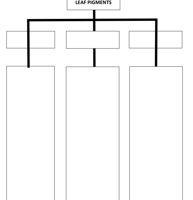 LEAF PIGMENTS
