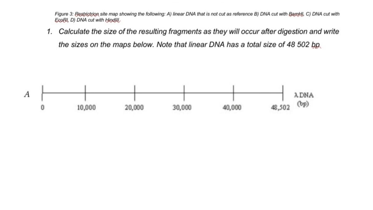 Figure 3: Restrictrion site map showing the following: A) linear DNA that is not cut as reference B) DNA cut with BamHI, C) DNA cut with
EcoRI, D) DNA cut with Hindlll
1. Calculate the size of the resulting fragments as they will occur after digestion and write
the sizes on the maps below. Note that linear DNA has a total size of 48 502 bp
A
A DNA
10,000
20,000
30,000
40,000
48,502 (bp)
