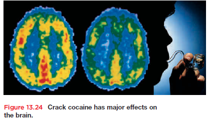 Figure 13.24 Crack cocaine has major effects on
the brain.
