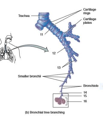 Cartilage
rings
Trachea
Cartilage
plates
11
12
13
Smaller bronchii
Bronchiole
14
15
16
(b) Bronchial tree branching
