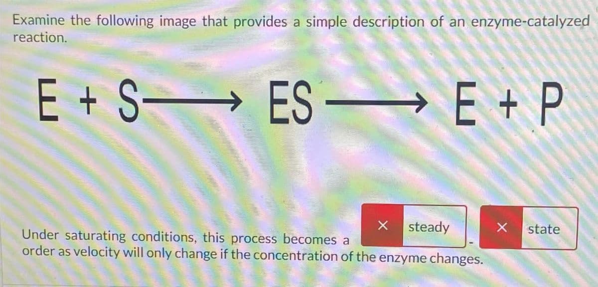 Examine the following image that provides a simple description of an enzyme-catalyzed
reaction.
E + SES →E+ P
Under saturating conditions, this process becomes a
steady
order as velocity will only change if the concentration of the enzyme changes.
X state