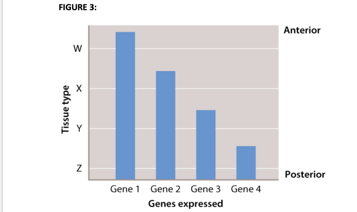 FIGURE 3:
Anterior
W
Posterior
Gene 1 Gene 2 Gene 3 Gene 4
Genes expressed
Tissue type
