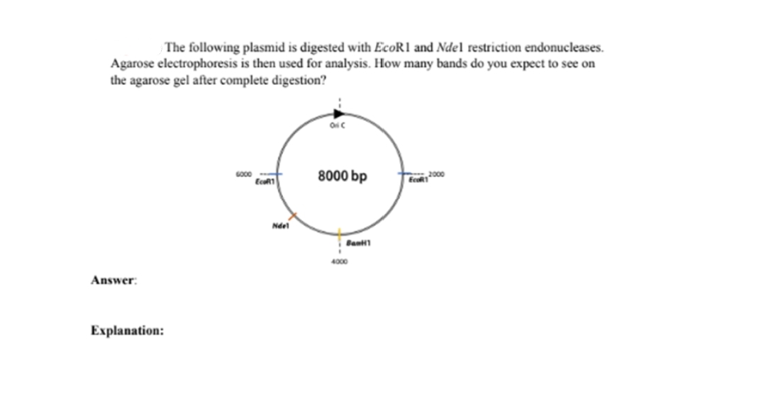 The following plasmid is digested with EcoR1 and Ndel restriction endonucleases.
Agarose electrophoresis is then used for analysis. How many bands do you expect to see on
the agarose gel after complete digestion?
oic
6000
8000 bp
2000
EcoR1
EcoR1
i Bank
Answer:
Explanation:
Ndel
4000