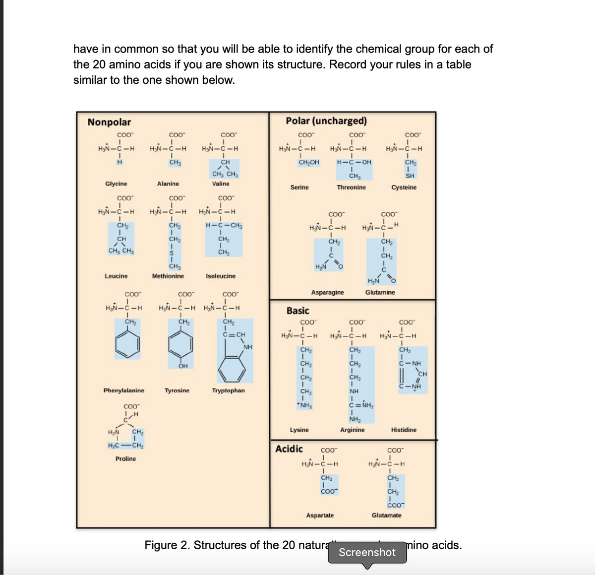 have in common so that you will be able to identify the chemical group for each of
the 20 amino acids if you are shown its structure. Record your rules in a table
similar to the one shown below.
Nonpolar
Polar (uncharged)
COO
COO
COO"
H3N-C-H
HN-C-H
HạN-C -H
H3N -C -H
HaN-C-H
H3N-C-H
H
CH3
CH
バ
CH,OH
H-C-OH
CH2
CH, CH,
CH3
SH
Glycine
Alanine
Valine
Serine
Threonine
Cysteine
COO
COO
COO
HaN-C-H
HN-C-H
HN-C-H
COO
CH2
CH2
H-C-CH3
HN-C-H
CH
CH2
CH,
CH2
CH2
CH; CH3
CH3
CH2
CH3
H2N
Leucine
Methionine
Isoleucine
Coo
COo-
Coo
Asparagine
Glutamine
H3N-C-H
HN-C -H HN-c-H
Basic
CH2
CH2
CH2
COO
CO"
C=CH
HN-C-H
-C-H
-C-H
NH
CH,
CH2
CH2
ÓH
CH2
CH2
C-NH
CH
CH2
CH2
C-NA
Phenylalanine
Tyrosine
Tryptophan
CH2
NH
CO-
*NH3
C3D
NH2
CH,
Lysine
Arginine
Histidine
HC CH2
Acidic
COO
CO0
Proline
HN-C-H
HạN-C-H
CH2
CH2
COO
CH2
CO0
Aspartate
Glutamate
Figure 2. Structures of the 20 natura
mino acids.
Screenshot
