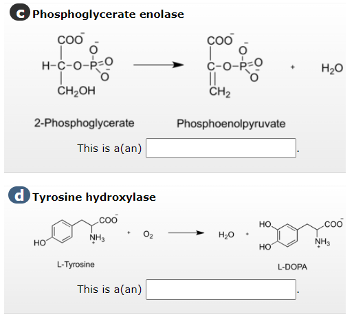 C Phosphoglycerate enolase
coo
O
H-C-O-P=O
CH₂OH
2-Phosphoglycerate
This is a (an)
d Tyrosine hydroxylase
HO
coo
NH3
L-Tyrosine
This is a (an)
0₂
coo
C-O-P-C
||
CH₂
Phosphoenolpyruvate
H₂O
+
HO
HO
L-DOPA
H₂O
coo
NH3