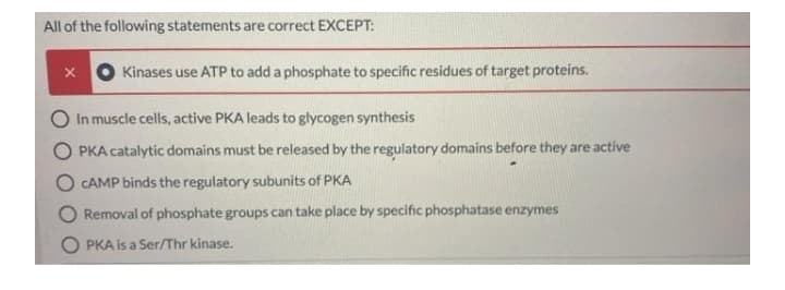 All of the following statements are correct EXCEPT:
Kinases use ATP to add a phosphate to specific residues of target proteins.
In muscle cells, active PKA leads to glycogen synthesis
O PKA catalytic domains must be released by the regulatory domains before they are active
CAMP binds the regulatory subunits of PKA
Removal of phosphate groups can take place by specific phosphatase enzymes
O PKA is a Ser/Thr kinase.
