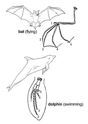 bat (flying)
2
3
dolphin (swimming)

