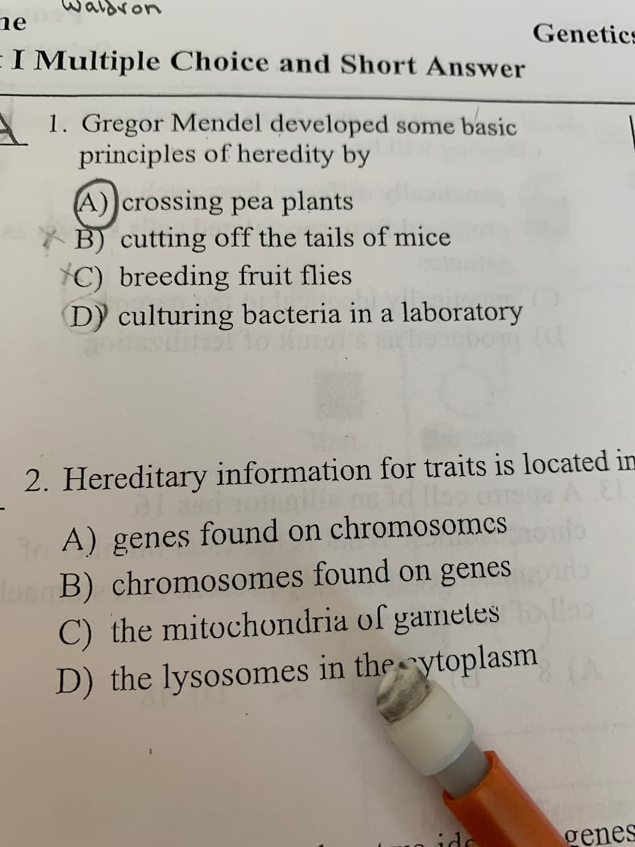 ne
Genetics
EI Multiple Choice and Short Answer
1. Gregor Mendel developed some basic
principles of heredity by
A))crossing pea plants
* B) cutting off the tails of mice
¥C) breeding fruit flies
D) culturing bacteria in a laboratory
2. Hereditary information for traits is located in
A) genes found on chromosomes
aB) chromosomes found on genes s
C) the mitochondria of gametes as
D) the lysosomes in the ytoplasm
(A
ide
genes
