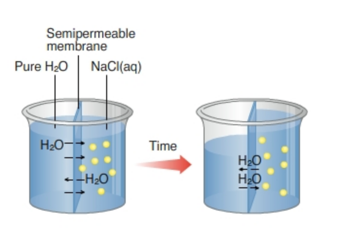 Semipermeable
membrane
Pure H20
NaCl(aq)
H20-+
Time
H20
H20
-H2O
