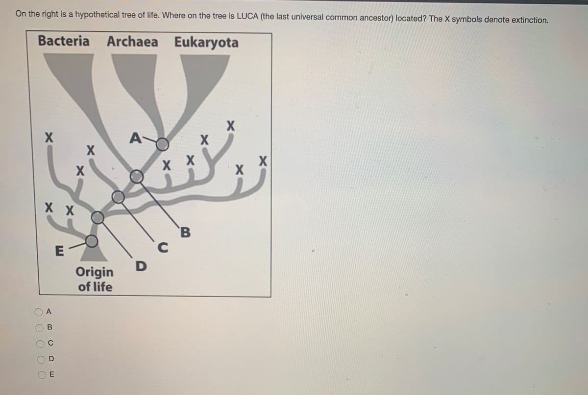 On the right is a hypothetical tree of life. Where on the tree is LUCA (the last universal common ancestor) located? The X symbols denote extinction.
Bacteria Archaea Eukaryota
A
хх
X X
E
Origin
of life
A
