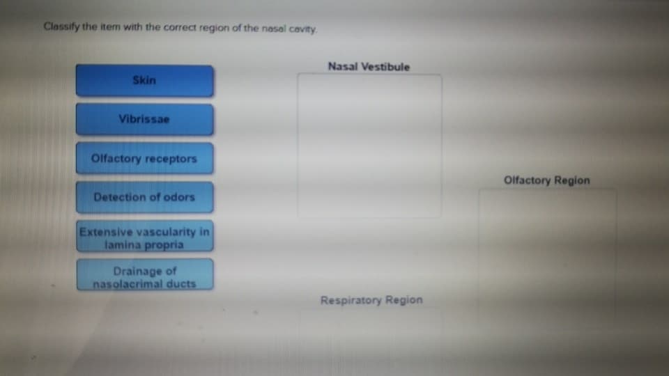 Classify the item with the correct region of the nasal cavity.
Skin
Vibrissae
Olfactory receptors
Detection of odors
Extensive vascularity in
lamina propria
Drainage of
nasolacrimal ducts
Nasal Vestibule
Respiratory Region
Olfactory Region