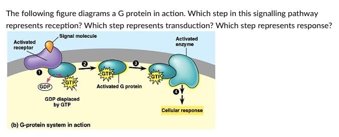 The following figure diagrams a G protein in action. Which step in this signalling pathway
represents reception? Which step represents transduction? Which step represents response?
Signal molecule
Activated
receptor
GDP
GDP displaced
by GTP
(b) G-protein system in action
Activated G protein
Activated
enzyme
Cellular response