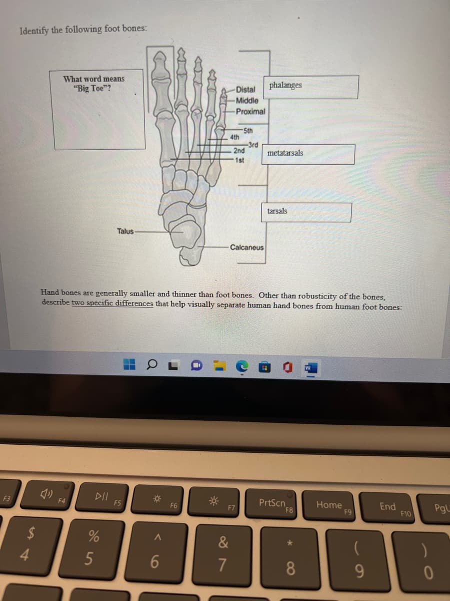 F3
Identify the following foot bones:
What word means
"Big Toe"?
»
F4
DII
%
Talus
5
F5
☀
A
Hand bones are generally smaller and thinner than foot bones. Other than robusticity of the bones,
describe two specific differences that help visually separate human hand bones from human foot bones:
6
F6
-
Distal
-Middle
Proximal
4th
5th
&
7
2nd
1st
-3rd
Calcaneus
phalanges
metatarsals
tarsals
PrtScn
F8
*
8
Home
F9
9
End
F10
)
Pgl