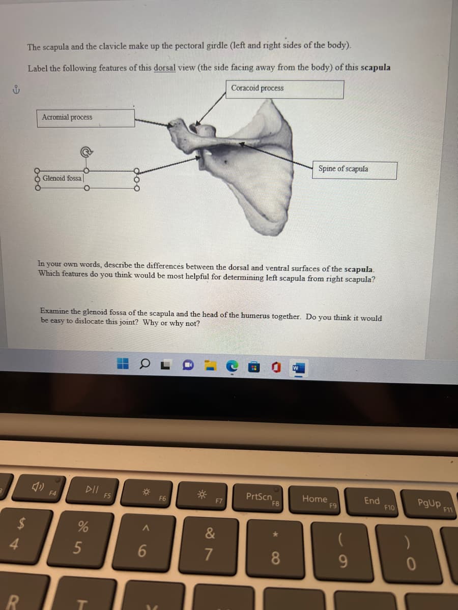 ů
$
4
The scapula and the clavicle make up the pectoral girdle (left and right sides of the body).
Label the following features of this dorsal view (the side facing away from the body) of this scapula
Coracoid process
R
6-0-0
Acromial process
Glenoid fossa
O
F4
In your own words, describe the differences between the dorsal and ventral surfaces of the scapula.
Which features do you think would be most helpful for determining left scapula from right scapula?
Examine the glenoid fossa of the scapula and the head of the humerus together. Do you think it would
be easy to dislocate this joint? Why or why not?
%
5
T
O
O
F5
▬▬
*
A
6
F6
F7
&
7
PrtScn
Spine of scapula
F8
8
Home
F9
(
9
End
F10
0
PgUp
F11