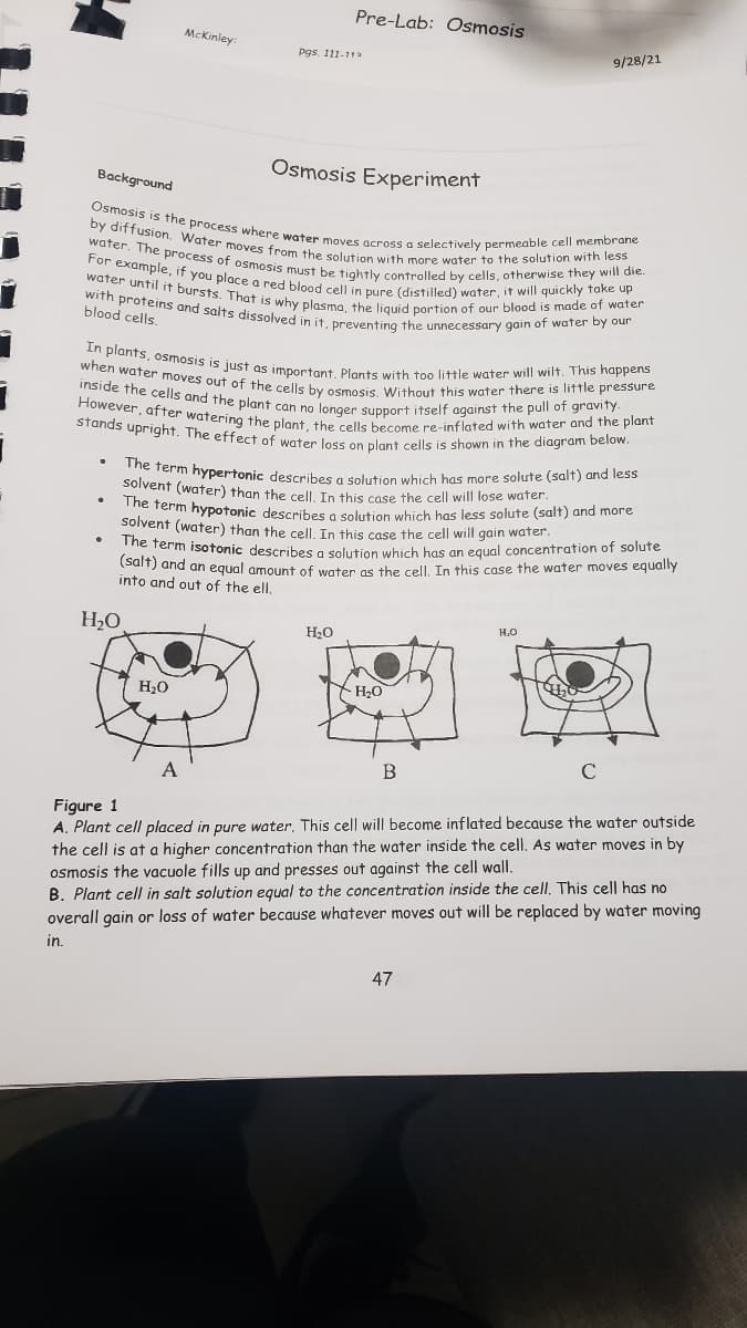 The term hypertonic describes a solution which has more solute (salt) and less
solvent (water) than the cell. In this case the cell will lose water.
However, after watering the plant, the cells become re-inflated with water and the plant
Osmosis is the process where water moves across a selectively permeable cell membrane
by diffusion. Water moves from the solution with more water to the solution with less
For example, if you place a red blood cell in pure (distilled) water, it will quickly take up
Pre-Lab: Osmosis
water. The process of osmosis muşt be tightly controlled by cells, otherwise they will die.
water until it bursts. That is why plasma, the liquid portion of our blood is made of water
with proteins and salts dissolved in it, preventing the unnecessary gain of water by our
In plants, osmosis is just as important. Plants with too little water will wilt. This happens
when water moves out of the cells by osmosis. Without this water there i
inside the cells and the plant can no longer support itself against the pull of gravity.
stands upright. The effect of water loss on plant cells is shown in the diagram below.
McKinley:
pgs. 111-11
9/28/21
Osmosis Experiment
Background
blood cells.
little pressure
The ferm hypotonic describes a solution which has less solute (salt) and more
solvent (water) than the cell In this cose the cell will gain water.
The Term isotonic describes a solution which hos an egual concentration of solute
ean) and an equal amount of water as the cell In this case the water moves equally
into and out of the ell.
H2O
H:0
H20
- H2O
A
B
C
Figure 1
A. Plant cell placed in pure water, This cell will become inflated because the water outside
the cell is at a higher concentration than the water inside the cell. As water moves in by
osmosis the vacuole fills up and presses out against the cell wall.
B. Plant cell in salt solution equal to the concentration inside the cell. This cell has no
overall gain or loss of water because whatever moves out will be replaced by water moving
in.
47
