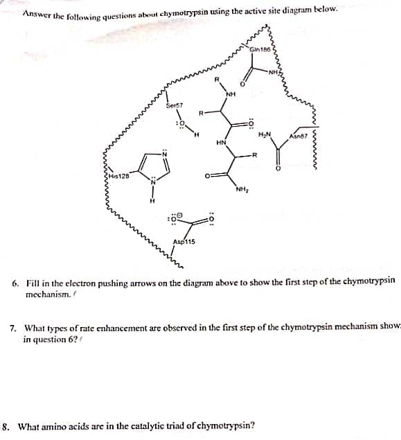 Answer the following questions about chymotrypsin using the active site diagram below.
Gin186
Ser57
R.
Asna7
HN
His129
NH,
Asp115
6. Fill in the electron pushing arrows on the diagram above to show the first step of the chymotrypsin
mechanism.
7. What types of rate enhancement are observed in the first step of the chymotrypsin mechanism show:
in question 6?(
8. What amino acids are in the catalytic triad of chymotrypsin?
