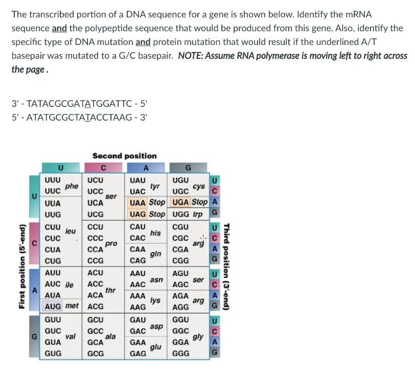The transcribed portion of a DNA sequence for a gene is shown below. Identify the MRNA
sequence and the polypeptide sequence that would be produced from this gene. Also, identify the
specific type of DNA mutation and protein mutation that would result if the underlined A/T
basepair was mutated to a G/C basepair. NOTE: Assume RNA polymerase is moving left to right across
the page.
3' - TATACGCGATATGGATTC - 5'
5' - АТАTGCGCТАТАССТААG - 3'
Second position
C
UUU
UCU
UAU
UGU
phe
UUC
tyr
UAC
cys
UGC
UC
ser
UCA
UAA Stop UGA Stop A
UAG Stop UGG trp G
UUA
UUG
UCG
CUU
leu
CAU
his
САС
CCU
CGU
CUC
CGC
pro
СА
C
arg
A
САА
gln
CAG
CUA
CGA
CUG
CCG
CGG
AUU
ACU
AAU
AGU
AUC ile
asn
ser
C
ACC
thr
ACA
AAC
AGC
AUA
AAA
lys
AAG
AGA
arg
AUG met ACG
AGG
G
GUU
GCU
GAU
GGU
asp
GAC
GUC
val
GUA
GGC
GCC
ala
GCA
C
gly
A
GAA
glu
GAG
GGA
GUG
GCG
GGG
G
First position (5'-end)
Third position (3'-end)
