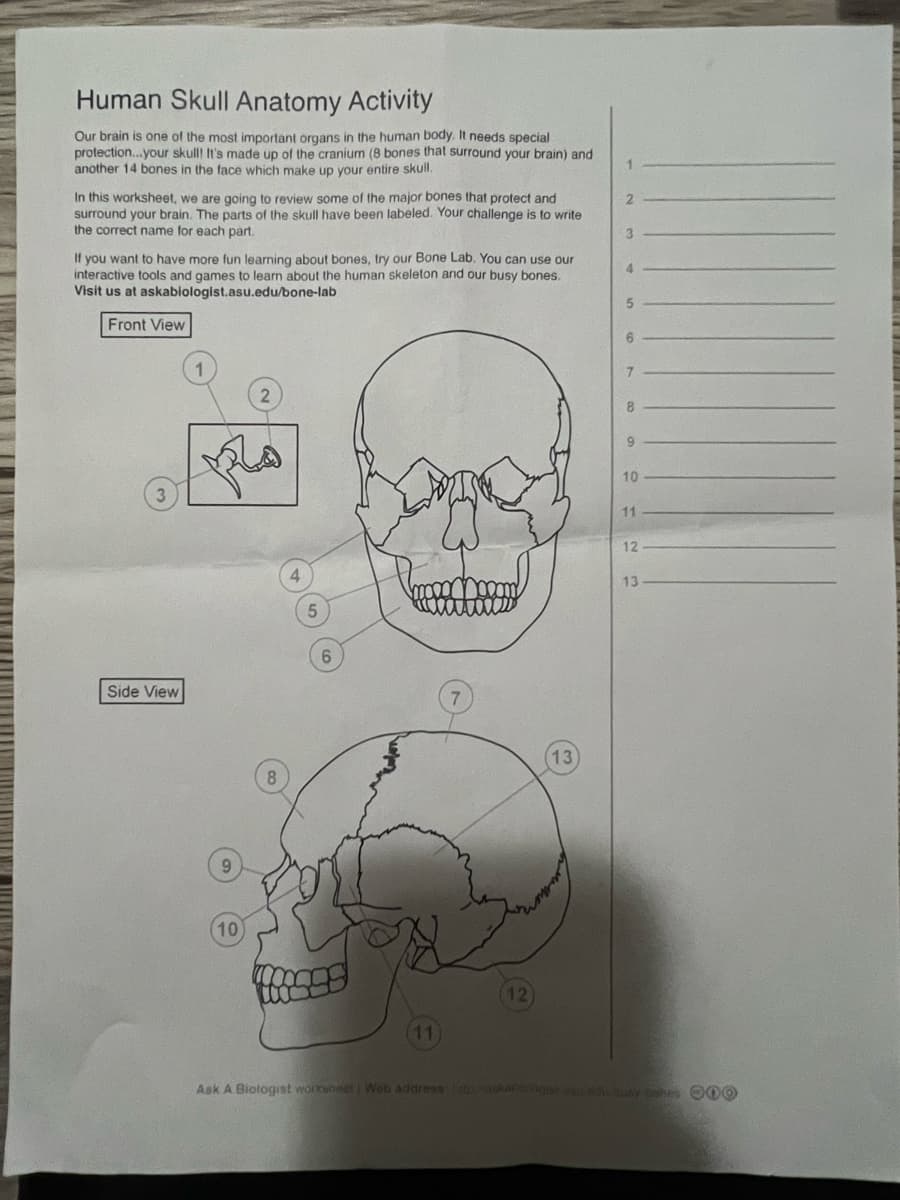 Human Skull Anatomy Activity
Our brain is one of the most important organs in the human body. It needs special
protection...your skull! It's made up of the cranium (8 bones that surround your brain) and
another 14 bones in the face which make up your entire skull.
In this worksheet, we are going to review some of the major bones that protect and
surround your brain. The parts of the skull have been labeled. Your challenge is to write
the correct name for each part.
If you want to have more fun learning about bones, try our Bone Lab. You can use our
interactive tools and games to learn about the human skeleton and our busy bones.
Visit us at askabiologist.asu.edu/bone-lab
Front View
3
Side View
1
9
10
2
8
4
5
6
11
7
12
13)
other
1
2
3
4
5
6
7
8
9
10
11
12
13.
Ask A Biologist worksheet Web address atpaskatcougar suedis busy bones 000