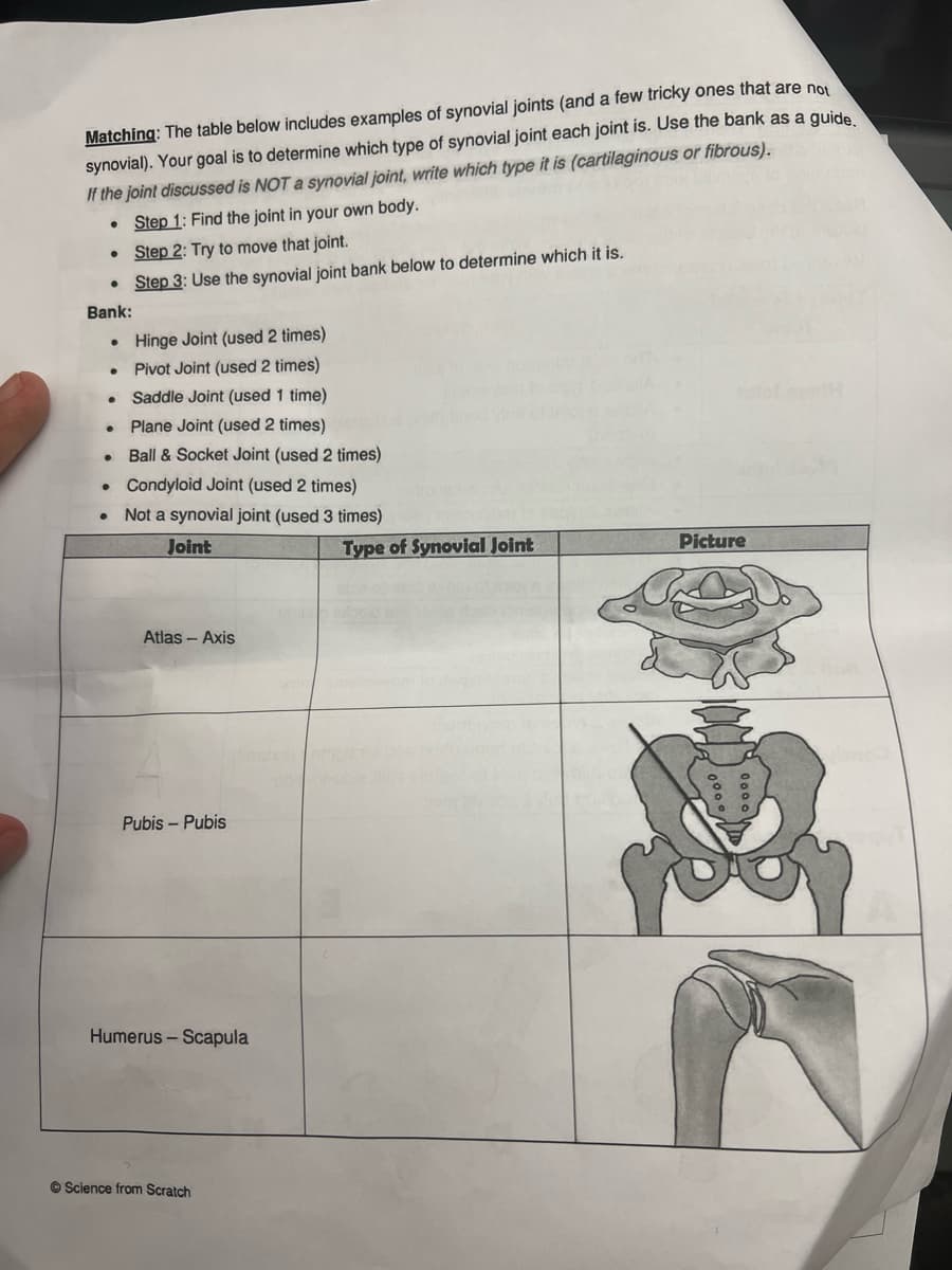 Matching: The table below includes examples of synovial joints (and a few tricky ones that are not
synovial). Your goal is to determine which type of synovial joint each joint is. Use the bank as a guide.
If the joint discussed is NOT a synovial joint, write which type it is (cartilaginous or fibrous).
•
Step 1: Find the joint in your own body.
Step 2: Try to move that joint.
• Step 3: Use the synovial joint bank below to determine which it is.
Bank:
●
●
·
•
●
Hinge Joint (used 2 times)
Pivot Joint (used 2 times)
Saddle Joint (used 1 time)
Plane Joint (used 2 times)
Ball & Socket Joint (used 2 times)
Condyloid Joint (used 2 times)
Not a synovial joint (used 3 times)
Joint
Atlas - Axis
Pubis - Pubis
Humerus - Scapula
ⒸScience from Scratch
Type of Synovial Joint
Picture
小区