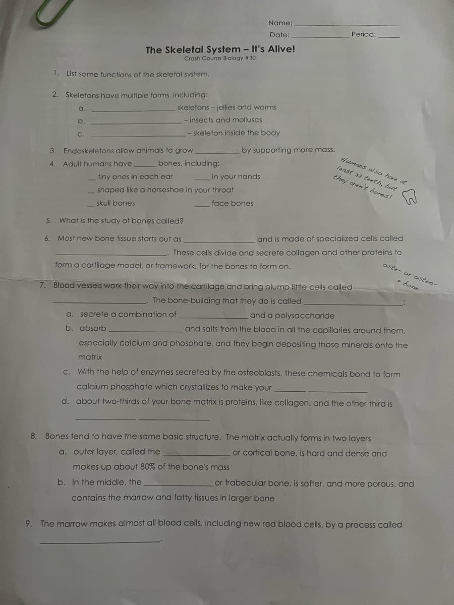 1. List some functions of the skeletal system.
6.
Name:
Date:
The Skeletal System - It's Alive!
Crash Course Biology #30
2. Skeletons have multiple forms, including:
a.
b.
C.
skeletons - jellies and worms
- insects and molluscs
- skeleton inside the body
3. Endoskeletons allow animals to grow
4. Adult humans have
bones, including:
tiny ones in each ear
shaped like a horseshoe in your throat
_skull bones
5. What is the study of bones called?
Most new bone tissue starts out as
by supporting more mass.
in your hands
face bones
a. secrete a combination of
b. absorb
form a cartilage model, or framework, for the bones to form on.
Period:
and is made of specialized cells called
These cells divide and secrete collagen and other proteins to
Humans also have at
least 32 teeth, but
they aren't bones!
7. Blood vessels work their way into the cartilage and bring plump little cells called
The bone-building that they do is called
oste- or osteo-
bone
and a polysaccharide
and salts from the blood in all the capillaries around them,
especially calcium and phosphate, and they begin depositing those minerals onto the
matrix
c. With the help of enzymes secreted by the osteoblasts, these chemicals bond to form
calcium phosphate which crystallizes to make your
d. about two-thirds of your bone matrix is proteins, like collagen, and the other third is
a
8. Bones tend to have the same basic structure. The matrix actually forms in two layers
a. outer layer, called the
or cortical bone, is hard and dense and
makes up about 80% of the bone's mass
b. In the middle, the
contains the marrow and fatty tissues in larger bone
or trabecular bone, is softer, and more porous, and
9. The marrow makes almost all blood cells, including new red blood cells, by a process called
