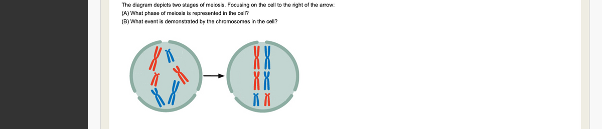 The diagram depicts two stages of meiosis. Focusing on the cell to the right of the arrow:
(A) What phase of meiosis is represented in the cell?
(B) What event is demonstrated by the chromosomes in the cell?
X X
