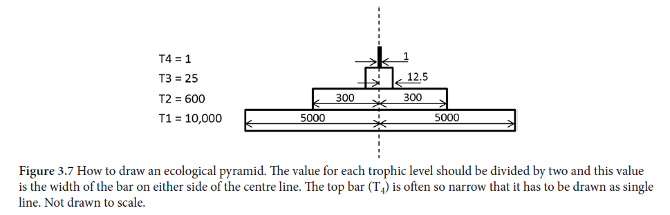 T4 = 1
T3 = 25
12.5
T2 = 600
300
300
T1 = 10,000
5000
5000
Figure 3.7 How to draw an ecological pyramid. The value for each trophic level should be divided by two and this value
is the width of the bar on either side of the centre line. The top bar (T4) is often so narrow that it has to be drawn as single
line. Not drawn to scale.
