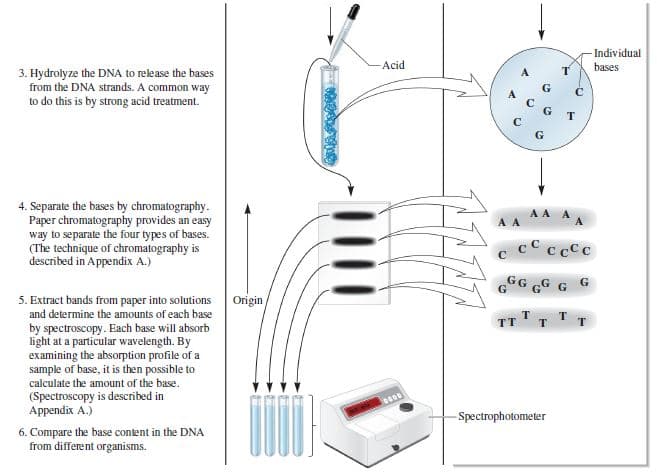 Individual
bases
Acid
3. Hydrolyze the DNA to release the bases
from the DNA strands. A common way
to do this is by strong acid treatment.
C.
4. Separate the bases by chromatography.
Paper chromatography provides an easy
way to separate the four types of bases.
(The technique of chromatography is
described in Appendix A.)
AA A
cC c cCc
GGG GG G G
5. Extract bands from paper into solutions
and determine the amounts of each base
by spectroscopy. Each base will absorb
light at a particular wavelength. By
examining the absorption profile of a
sample of base, it is then possible to
calculate the amount of the base.
(Spectroscopy is described in
Appendix A.)
Origin
тт т
т
т
-Spectrophotometer
6. Compare the base content in the DNA
from different organisms.

