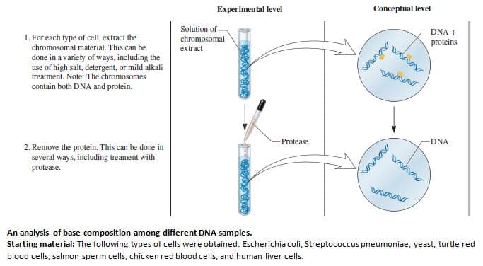 Experimental level
Conceptual level
Solution of
DNA +
1. For each type of cell, extract the
chromosomal material. This can be
done in a variety of ways, including the
use of high salt, detergent, or mild alkali
treatment. Note: The chromosomes
contain both DNA and protein.
chromosomal
proteins
extract
- Protease
DNA
2. Remove the protein. This can be done in
several ways, including treament with
protease.
An analysis of base composition among different DNA samples.
Starting material: The following types of cells were obtained: Escherichia coli, Streptococcus pneumoniae, yeast, turtle red
blood cells, salmon sperm cells, chicken red blood cells, and human liver cells.
