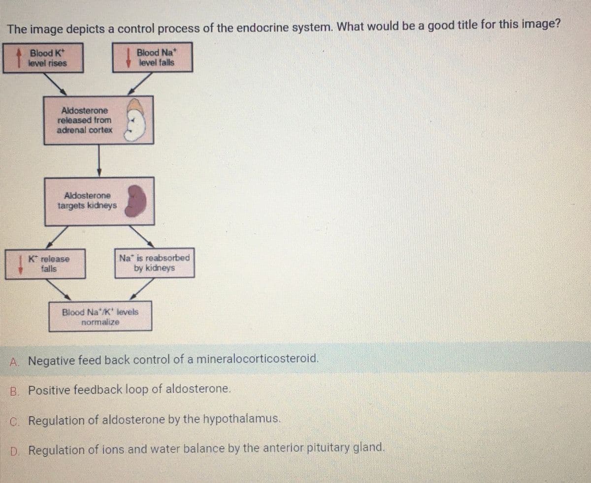 The image depicts a control process of the endocrine system. What would be a good title for this image?
Blood K*
level rises
4-5
Aldosterone
released from
adrenal cortex
Aldosterone
targets kidneys
K* release
falls
Blood Na*
level falls
Na is reabsorbed
by kidneys
Blood Na/K' levels
normalize
A. Negative feed back control of a mineralocorticosteroid.
B. Positive feedback loop of aldosterone.
C. Regulation of aldosterone by the hypothalamus.
D. Regulation of ions and water balance by the anterior pituitary gland.