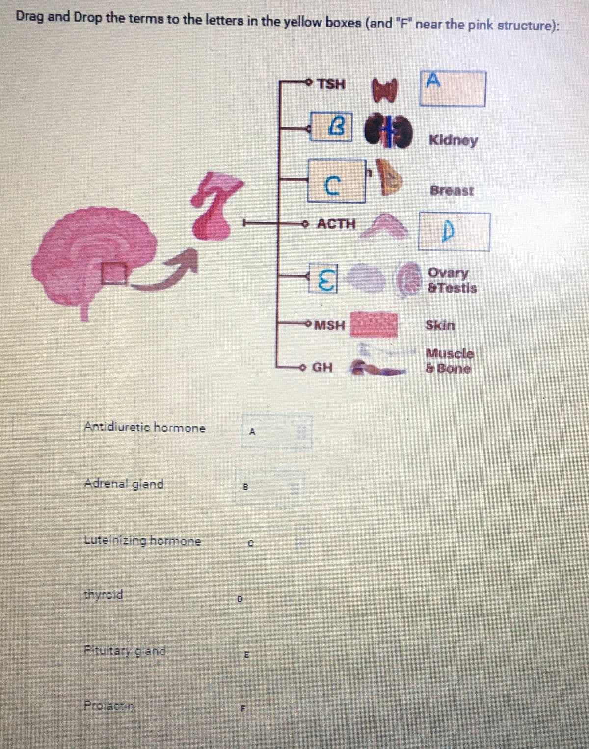 Drag and Drop the terms to the letters in the yellow boxes (and "F" near the pink structure):
Antidiuretic hormone
Adrenal gland
Luteinizing hormone
thyroid
Fituitary gland
Prolactin
w
000
XXX
E
TSH
2
G
ACTH
E
*MSH
GH
bo
CIS
D
20
A
Kidney
Breast
N D
Ovary
& Testis
Skin
Muscle
& Bone