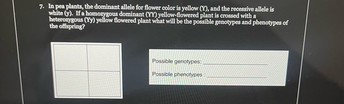 7. In pea plants, the dominant allele for flower color is yellow (Y), and the recessive allele is
white (y). If a homozygous dominant (YY) yellow-flowered plant is crossed with a
heterozygous (Yy) yellow flowered plant what will be the possible genotypes and phenotypes of
the offspring?
Possible genotypes:
Possible phenotypes: