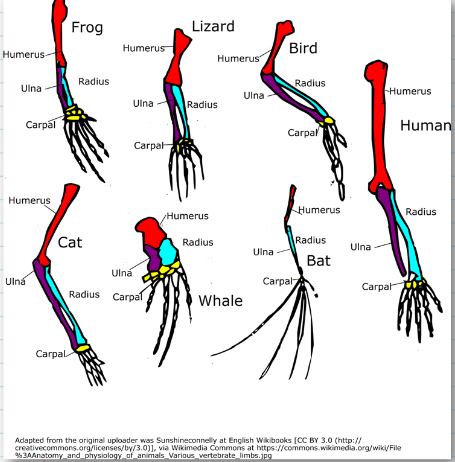Humerus-
Ulna
Carpal
Humerus
Ulná
Frog
Carpal
Radius
Cat
Humerus
Ulná
Ulna
Carpal
Radius Carpal
Lizard
Radius
/Humerus
Humerus
Radius
Ulna
Whale
Ulna
Bird
Radius
Carpal
Carpal
Humerus
Radius
Bat
Ulna
Humerus
Carpal
Human
Adapted from the original uploader was Sunshineconnelly at English Wikibooks [CC BY 3.0 (http://
creativecommons.org/licenses/by/3.0)], via Wikimedia Commons at https://commons.wikimedia.org/wiki/File
%3AAnatomy and physiology of animals Various vertebrate_limbs.jpg
Radius