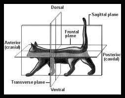 Anterior
(cranial
Transverse plane-
Dorsal
Ventral
Frontal
plane
Sagittal plane
Posterior
(caudal)