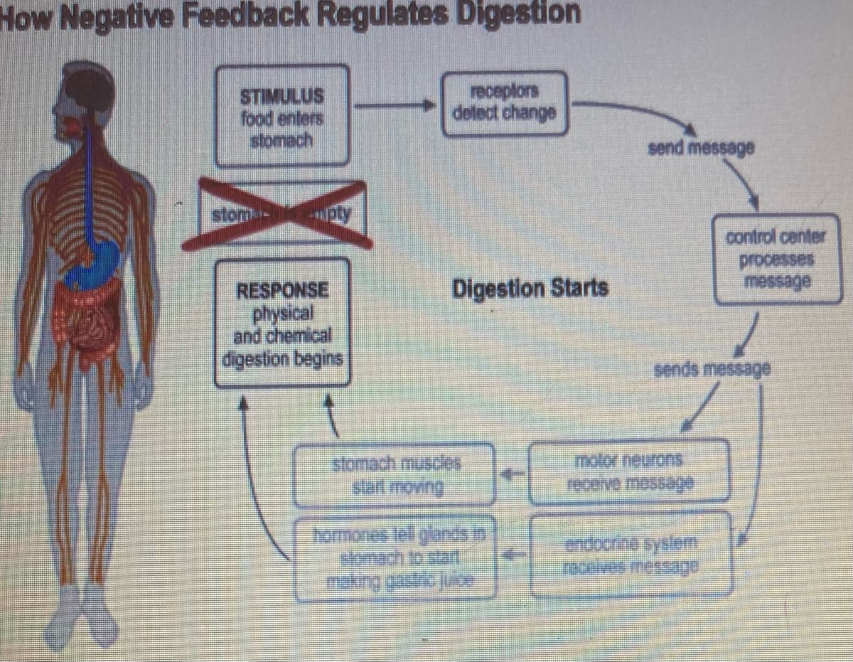 How Negative Feedback Regulates Digestion
STIMULUS
food enters
stomech
receptors
delect change
send message
stom-
pty
control center
processes
message
Digestion Starts
RESPONSE
physical
and chemical
digestion begins
sends message
stomach muscles
start moving
motor neuronsS
receive mossage
tomoneelglen.
stomach to start
making gostic juce
endocrine sydem
