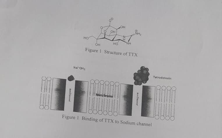 OH
-%
OH
OH
H₂
HO
HN,
OH
Figure 1 Structure of TTX
Na-OH₂
on Channel
Membrane
Jon Chamel
Tetrodotoxin
Figure 1 Binding of TTX to Sodium channel
www.www.
www.www
www.www.