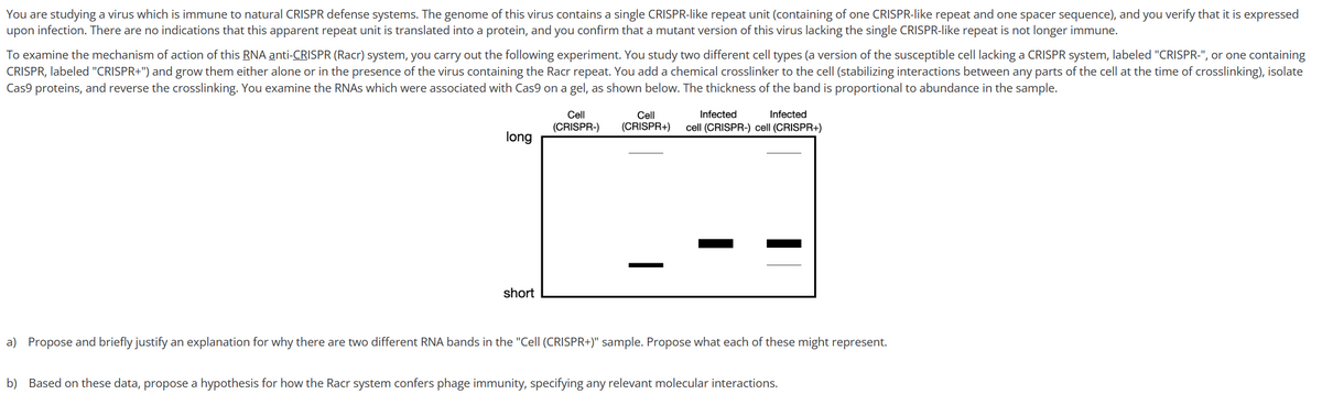 You are studying a virus which is immune to natural CRISPR defense systems. The genome of this virus contains a single CRISPR-like repeat unit (containing of one CRISPR-like repeat and one spacer sequence), and you verify that it is expressed
upon infection. There are no indications that this apparent repeat unit is translated into a protein, and you confirm that a mutant version of this virus lacking the single CRISPR-like repeat is not longer immune.
To examine the mechanism of action of this RNA anti-CRISPR (Racr) system, you carry out the following experiment. You study two different cell types (a version of the susceptible cell lacking a CRISPR system, labeled "CRISPR-", or one containing
CRISPR, labeled "CRISPR+") and grow them either alone or in the presence of the virus containing the Racr repeat. You add a chemical crosslinker to the cell (stabilizing interactions between any parts of the cell at the time of crosslinking), isolate
Cas9 proteins, and reverse the crosslinking. You examine the RNAs which were associated with Cas9 on a gel, as shown below. The thickness of the band is proportional to abundance in the sample.
Cell
(CRISPR-)
long
T
short
Cell
(CRISPR+)
Infected
Infected
cell (CRISPR-) cell (CRISPR+)
a) Propose and briefly justify an explanation for why there are two different RNA bands in the "Cell (CRISPR+)" sample. Propose what each of these might represent.
b) Based on these data, propose a hypothesis for how the Racr system confers phage immunity, specifying any relevant molecular interactions.