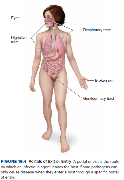 Eyes
- Respiratory tract
Digestive
tract
- Broken skin
Genitourinary tract
FIGURE 19.4 Portals of Exit or Entry A portal of exit is the route
by which an infectious agent leaves the host. Some pathogens can
only cause disease when they enter a host through a specific portal
of entry.
